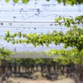 Harvest season reveals South Africa's unique terroir
