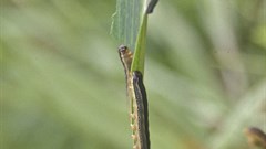 Maize farmers worried as worms attack farms