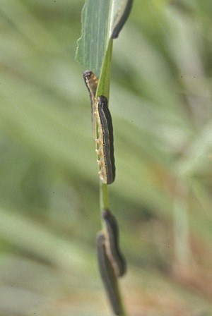 Maize farmers worried as worms attack farms