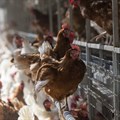Mondelez extends global commitment to cage-free eggs
