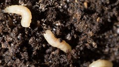 From maggot to the dining table