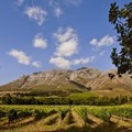 Upper Blaauwklippen vintners hosts annual wine tasting experience