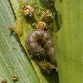 Experts call for multi-pronged approach to fight Fall armyworm in Africa