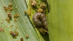 Experts call for multi-pronged approach to fight Fall armyworm in Africa