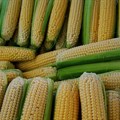 Solid maize export programme critical to restoring maize price
