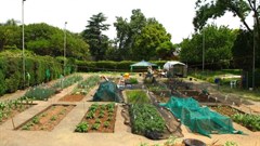 #UrbanAgri: Let It Grow Foundation helps communities grow their own urban farms