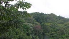 The superhighway threatening Nigeria's tropical rainforest