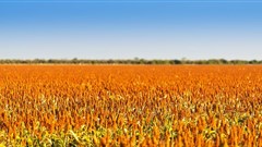 Africa must start by treating agriculture as a business