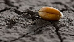 Drought affects 1.4-million in Angola: UNICEF