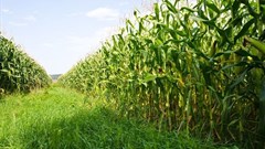 Value of maize harvest is overrated