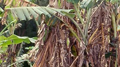 GlobalG.A.P. presents new TR4 Biosecurity Add-On for Bananas