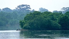 Africa's rainforests are different. Why it matters that they're protected