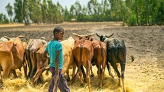 Elanco receives $2.86m grant to address food insecurity in East Africa