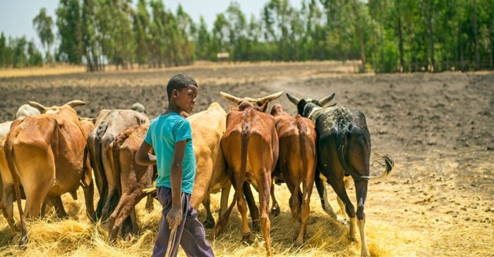 Elanco receives $2.86m grant to address food insecurity in East Africa