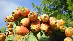 miguelibars via  - Prickly pear