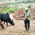 Digitised loan payments a boost for smallholder farmers in Kenya