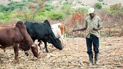 Digitised loan payments a boost for smallholder farmers in Kenya
