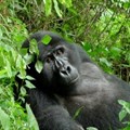 Four alternatives to gorilla trekking in Rwanda