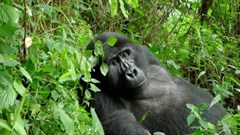 Four alternatives to gorilla trekking in Rwanda