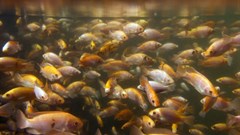 Aquaculture in sub-Saharan Africa: small successes, bigger prospects?