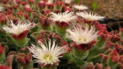 Leo-setä via  - Mesembryanthemum plant can revive within a short period of time after a drought