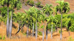 Dypsis decipiens - a highly threatened palm of Madagascar. Mijoro Rakotoarinivo, author provided