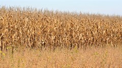 Zimbabwe bans corn imports after bumper crop: media