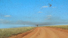 Iwoelbern via  - Locust swarm, Madagascar