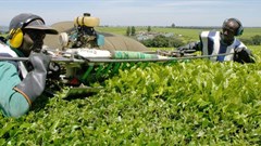Technology, like this tea-picking machine in Kenya, can harness agriculture’s power to change lives. Reuters/Thomas Mukoya