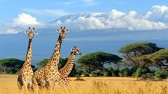 Image Supplied: Kilimanjaro