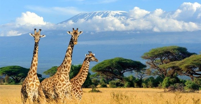 Image Supplied: Kilimanjaro