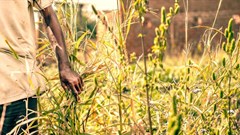 BRICS countries have an important role to play in achieving SDGs