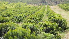 Climate imperils Ethiopia's coffee output: study