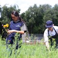 Boschendal keeping its food garden seasonal and sustainable