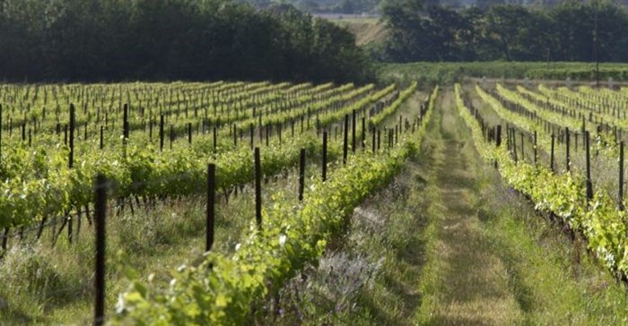 The organically grown vineyards of Avondale Wine. Image Source: