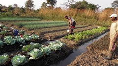 Demonstration farms showcase agricultural techniques and technologies to improve crops. Flickr/Remi Nono-Womdim, FAO (Source: The Conversation)