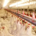 Astral doing 'all in its power' to contain bird flu