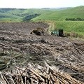 Sweet deal keeps cane growers and sugar industry afloat