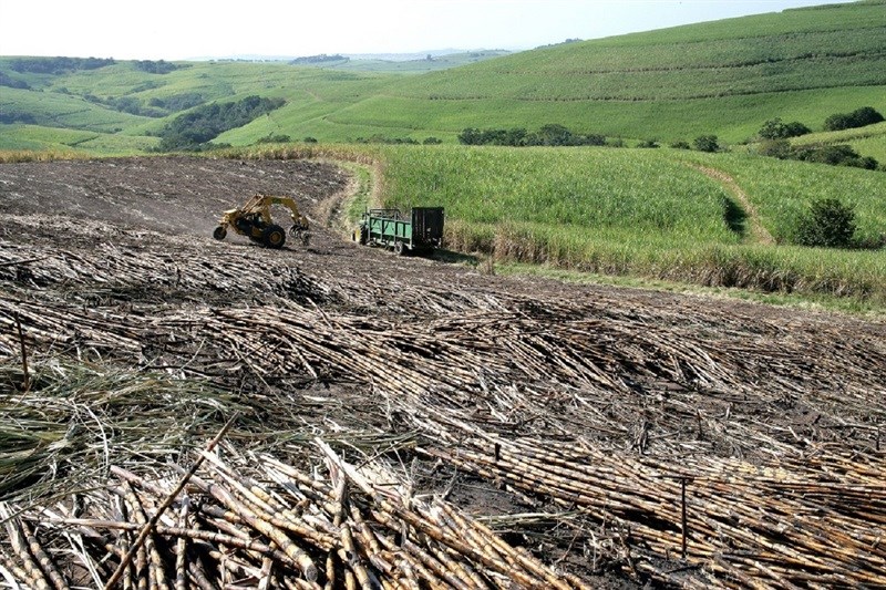 Sweet deal keeps cane growers and sugar industry afloat