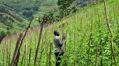 Neil Palmer (CIAT) via