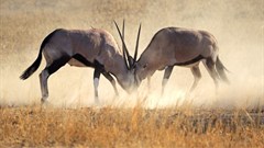 Ivory Coast's Comoe park no longer endangered: UNESCO