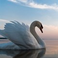 How advertising's ugly duckling has turned into a swan
