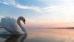 How advertising's ugly duckling has turned into a swan