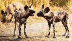 Wild dogs dying from climate change