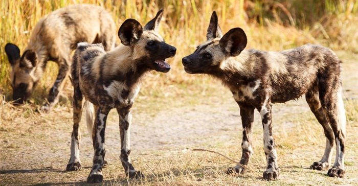 Wild dogs dying from climate change