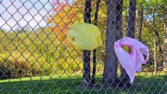 Why adopting biodegradable plastic bags in Kenya may not work