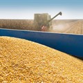 Record harvest still expected as maize crop estimate rises