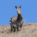 MZNP celebrates 80 years of protecting the Cape mountain zebra