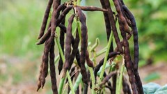 With more than one crop, farmers weather armyworm attacks