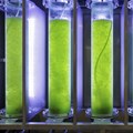 Algal biofuel production is neither environmentally nor commercially sustainable